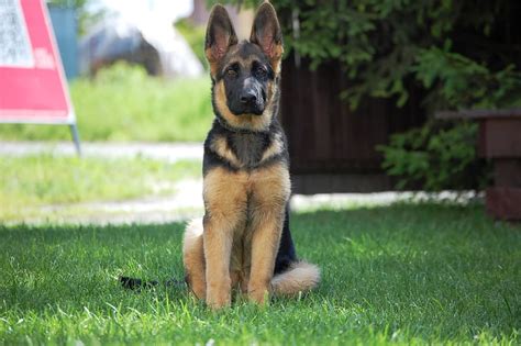 13 Most Popular German Shepherd Colors Animal Corner