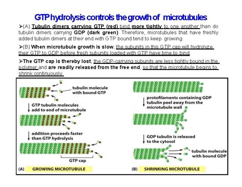 Cell Biology Cytoskeleton Alberts Bruce Essential Cell Biology