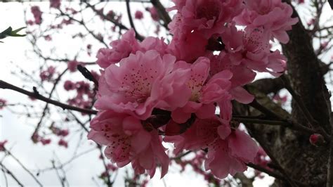 FLOR CEREZO JAPONES / Prunus serrulata by BrendaCostantini on DeviantArt