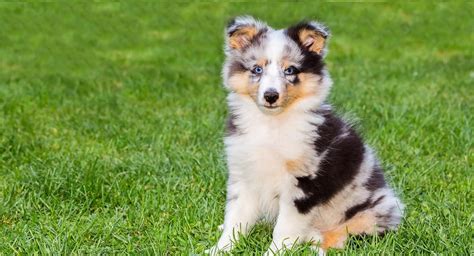 Shetland Sheepdog Photo Hurry Up Now