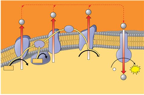 Chemiosmosis couples the electron transport chain to ATP synthesis ...