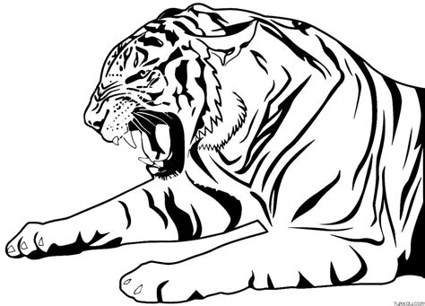 White Tigers Coloring Pages