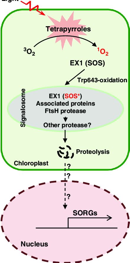 Ex Mediated O Signaling Free Tetrapyrrole Molecules Such As