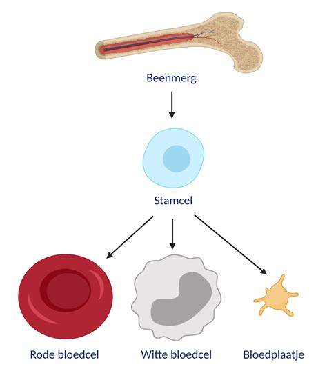 Allogene stamceltransplantatie Patiëntenfolder Erasmus MC