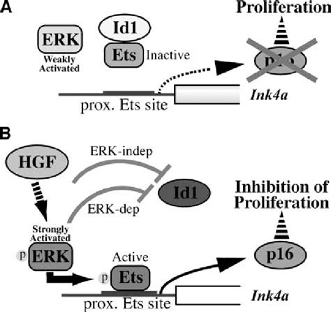 A schematic model of the involvement of Id1 in the regulation of p16 ...