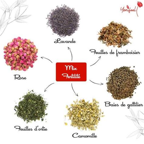 Yoni steam herbes pour la fertilité Mélange naturel Yonifeel