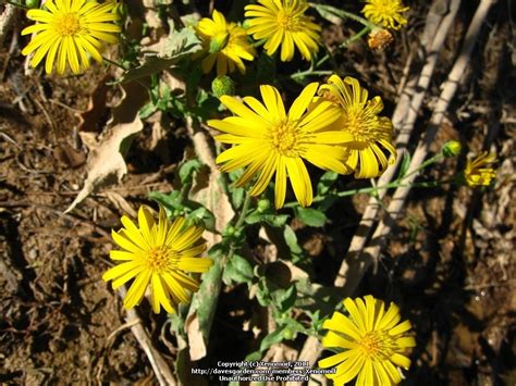 Plantfiles Pictures Heterotheca Species Huachuca Golden Aster Rutter