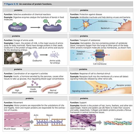 Overview of Protein Functions (Fig. 5.13) Diagram | Quizlet