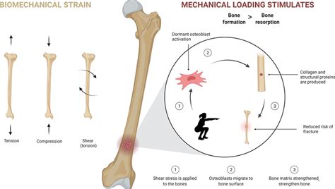 Adequate biomechanical strain and mechanical loading promotes cellular ...