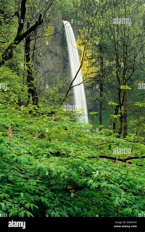 Latourell Falls Columbia Gorge, Oregon, USA Stock Photo - Alamy