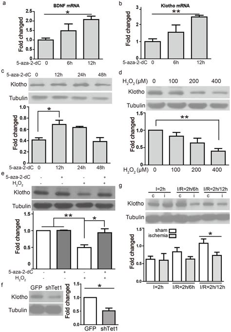 Expression Of Klotho Is Regulated By Oxidative Stress And Dna