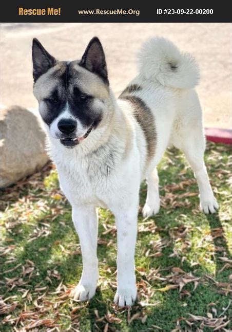 ADOPT 23092200200 Akita Rescue Bakersfield CA