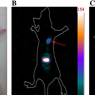 Spect Imaging With M Tc Labeled Ck In Mice Bearing Mda Mb