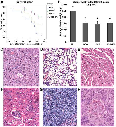 Recombinant Hifn B Bcg Inhibits Tumor Growth In A Mouse Model Of