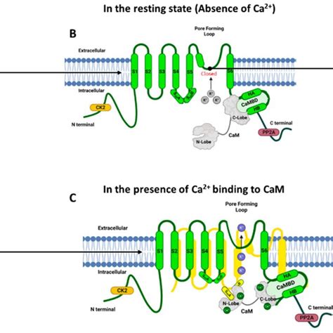 Kca And Kca Channel Structures In The Presence And Absence Of Ca