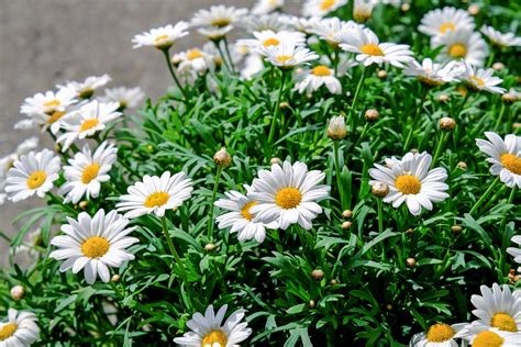 Free photo: Daisy Garden - Blooms, Daisies, Flowers - Free Download
