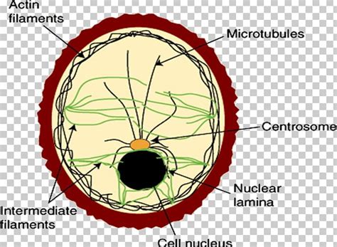 Intermediate Filament Cell Membrane Cytoskeleton Protein Filament PNG ...