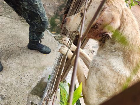 Pol Cia Ambiental Resgata Cachorra V Tima De Maus Tratos Infestada De