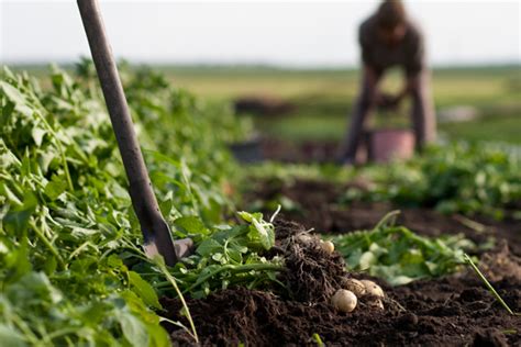 Micorrizas Los Biofertilizantes Del Futuro Que Vienen Del Pasado