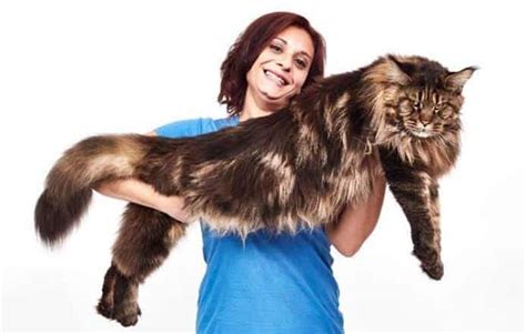 Meet Barivel: The World's Biggest House Cat - A-Z Animals