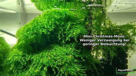 Mini Christmas Moos Vesicularia Sp Submers Aquapurist De