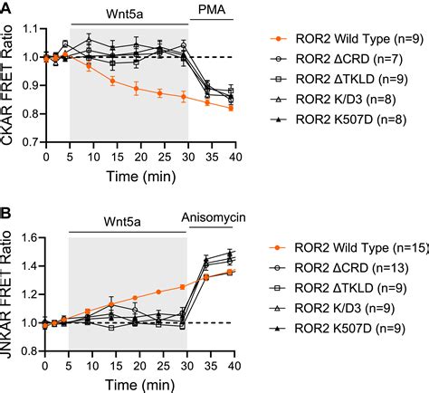 Ror2 Homodimerization Is Sufficient To Activate A Neuronal Wntcalcium