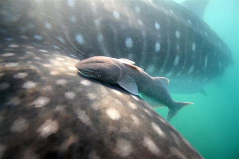 Best Time To Visit La Paz Mexico Whale Sharks Sea Lions ECO Migrations