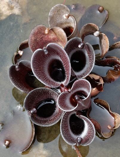 Heliamphora Pulchella Alchetron The Free Social Encyclopedia