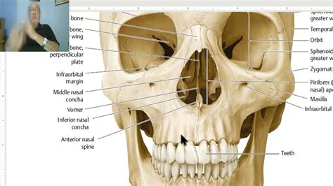 Anatomy Of Head And Neck Module In Arabic Norma Frontalis Part