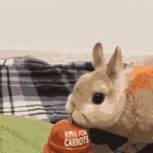 Rabbit Eating Carrot GIFs | Tenor