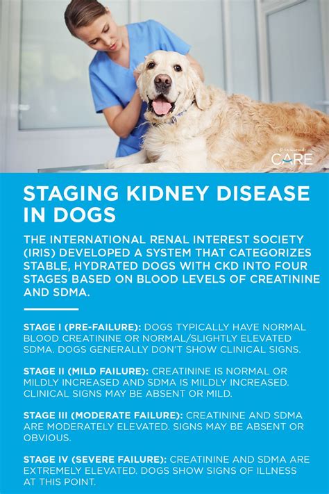 Signs of kidney disease in dogs and how to treat it – Artofit