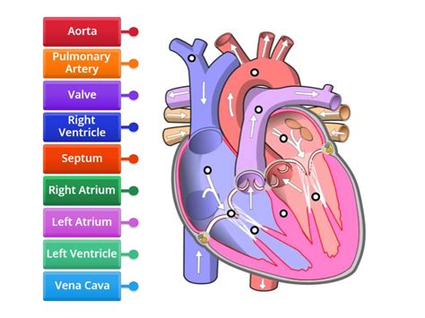 Label The Cardiovascular System Labelled Diagram