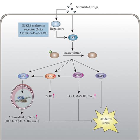 The Signal Pathway Of Sirt1 Mediated Antioxidation In Stroke The Download Scientific Diagram