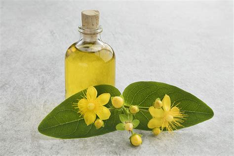 Kantaron Yağı Nasıl Yapılır Nasıl Kullanılır? Kantaron Yağının ...