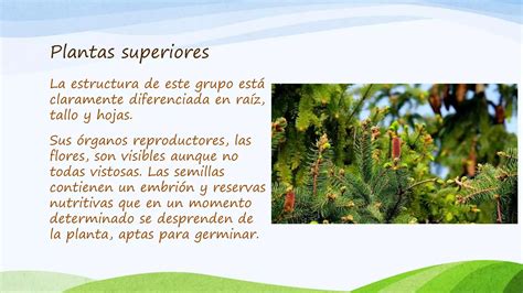 técnicas de multiplicación plantas superiores pptx