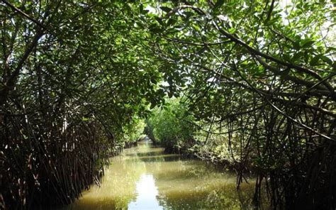 Pichavaram Mangrove Forest Chidambaram, Boating, Attraction