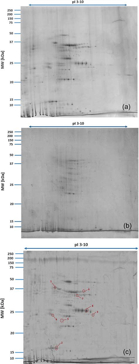 Effect Of Selenium And Methods Of Protein Extraction On The Proteomic