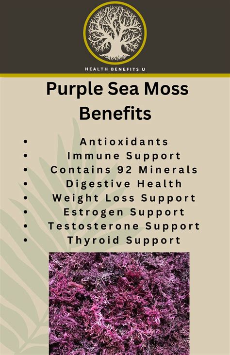 3oz Purple Sea Moss (RAW) - Health Benefits U