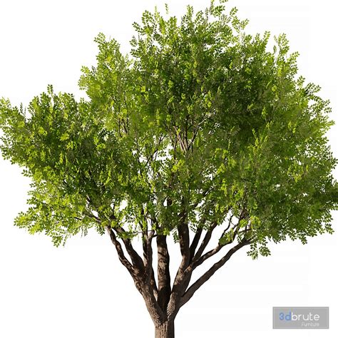 Mahogany Tree 3d model Buy Download 3dbrute