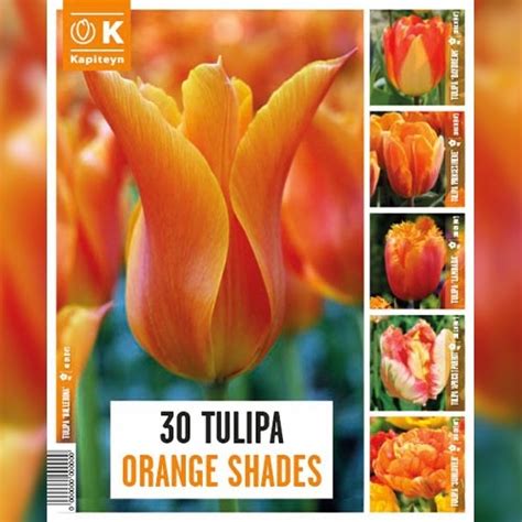 Тюльпан Orange Shades (Брендовые луковицы KAPITEYN®) – купить в Киеве ...