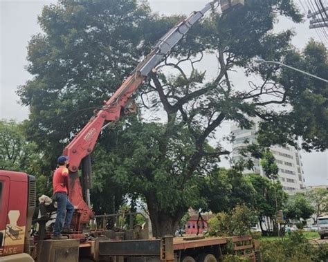 Corte de árvore gigante interdita o trânsito em trecho da avenida