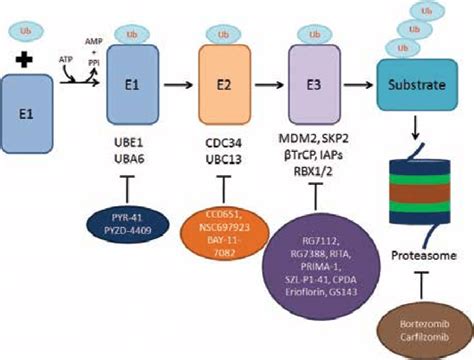 Schematic Representation Of Ubiquitin Conjugation Cascade And