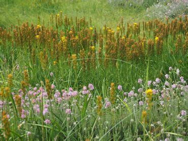 Nature Today Inheemse Planten Beenbreek