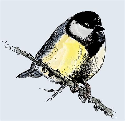 Hand Drawing of Cute Fluffy Titmouse Bird on Branch in Winter Stock ...