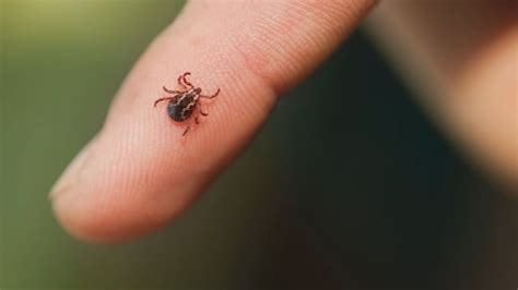 Tickborne Illnesses Rise With Rising Temperatures What You Should Know