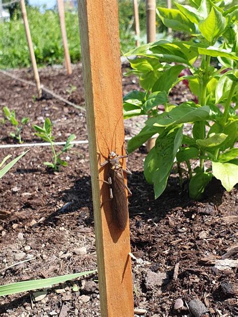 Found this on my backyard : r/whatsthisbug