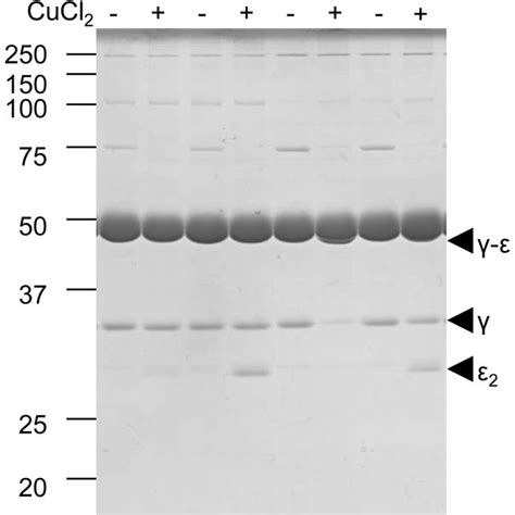 Non Reducing Sds Page Analysis Of Mutant S C C The