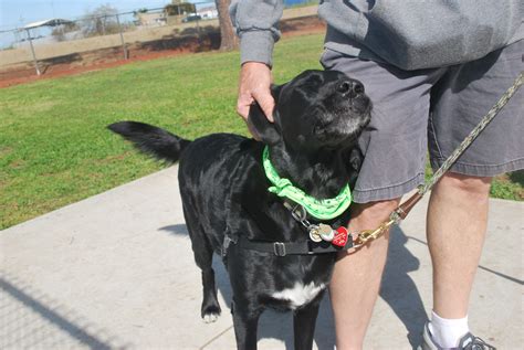 Dog owners gather for new park opening | Clovis Roundup