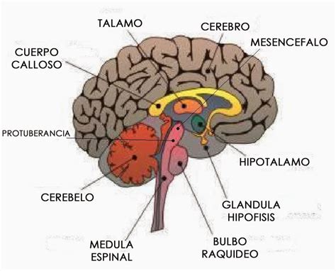 Curso De Psicologia Esquema Del Encefalo