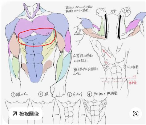 ಠಠ 速寫 人體藝用解剖最近在看書學人體肌肉，有個地方的肌肉我一直看不明白想請教一下1下圖藍圈的部分是腹直肌的肌腱嗎？胸大肌跟腹